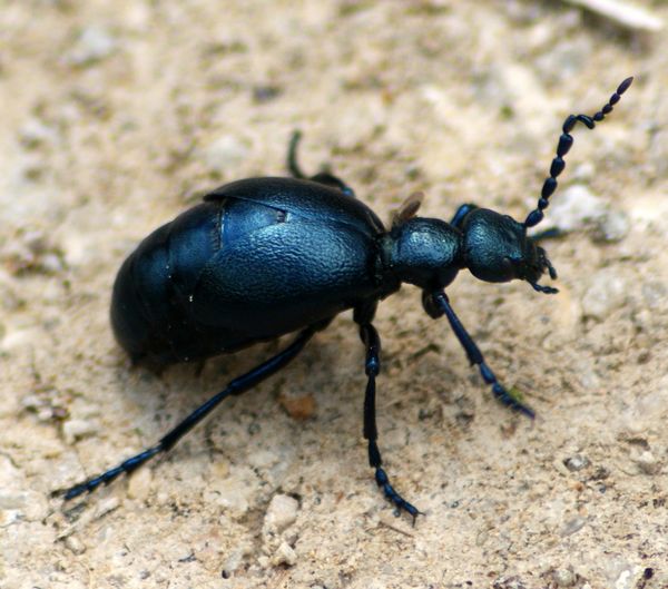 Schwarzblauer lkfer  