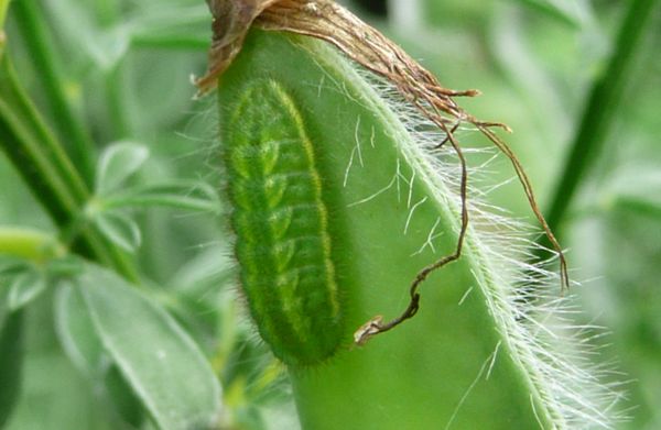 Grüner Zipfelfalter Raupe  