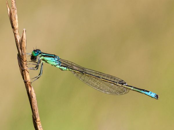 Kleine Pechlibelle m 