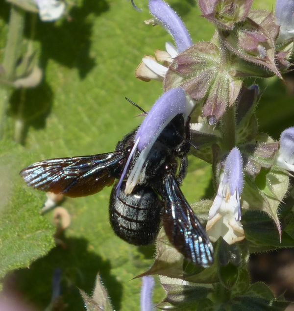 Blauschwarze Holzbiene