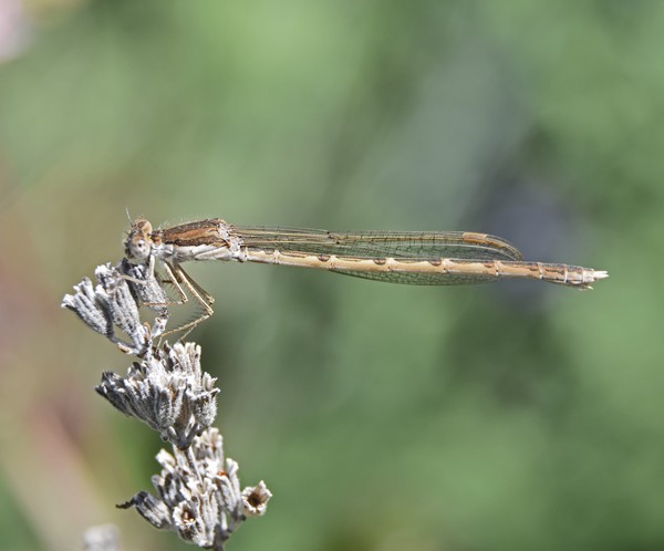 Gemeine Winterlibelle 