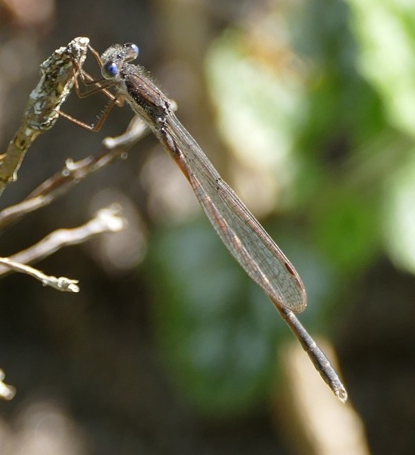 Gemeine Winterlibelle
