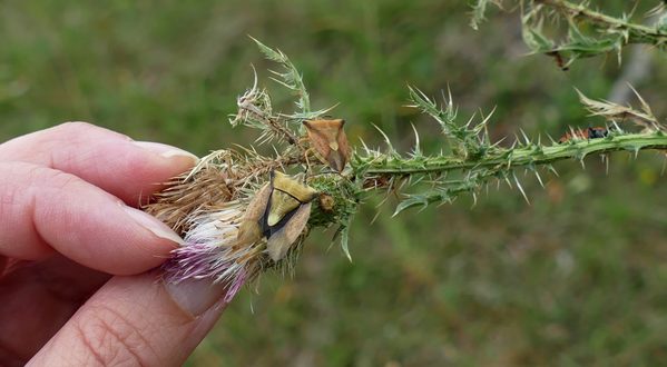 Entomologie