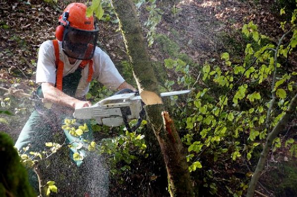Ein angebrochener Baum wird beseitigt  