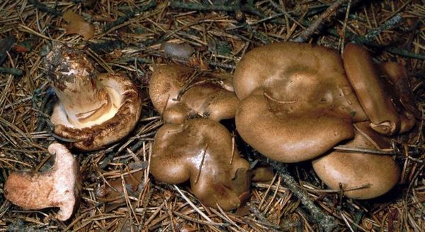 Bild Paxillus involutus