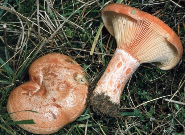 Speisepilz
