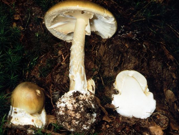 2019-Bild2-Amanita-phalloides