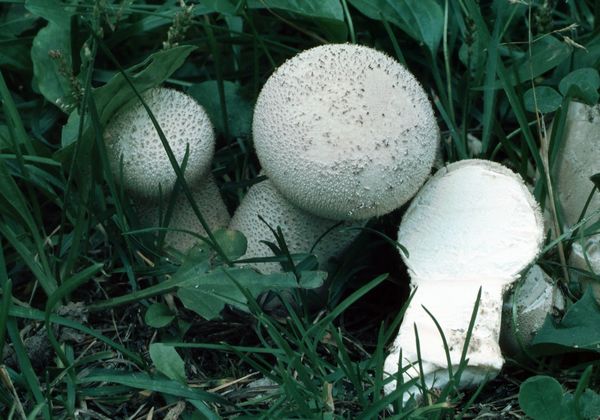 2019-Bild3-Lycoperdon-perlatum