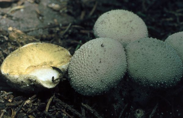 2019-Bild4-Lycoperdon-perlatum