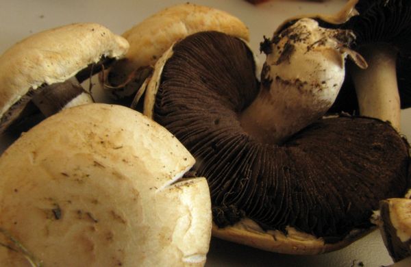 2019-Bild6-Agaricus-campestris