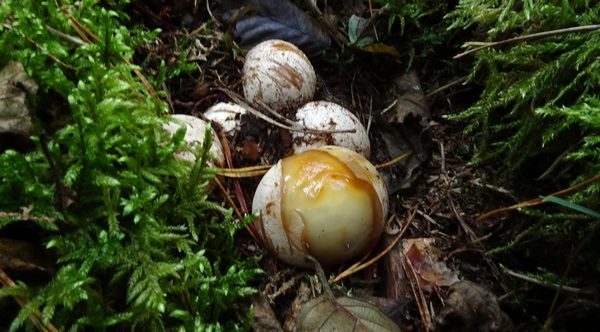 2020-Bild1-Phallus-impudicus
