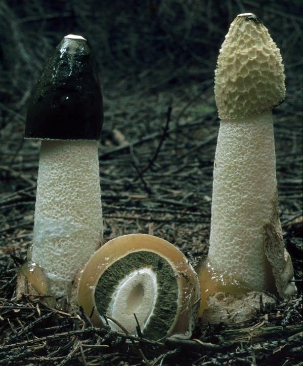 2020-Bild2-Phallus-impudicus