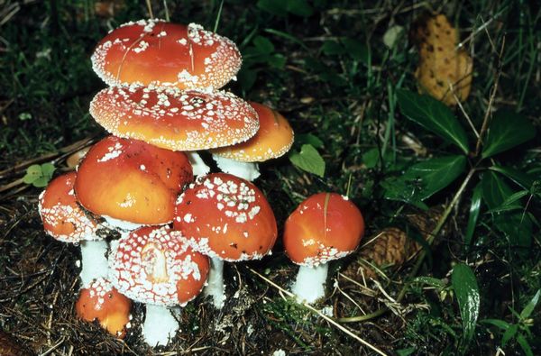 2022-Bild1-Amanita_muscaria