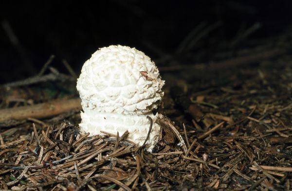 2022-Bild3-Amanita_muscaria