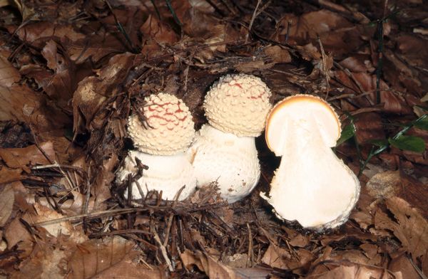 2022-Bild4-Amanita_muscaria
