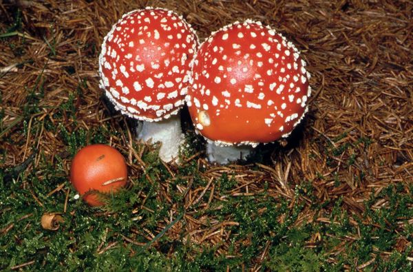 2022-Bild5-Amanita_muscaria
