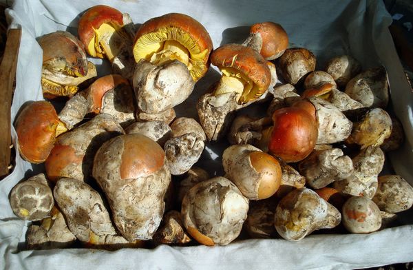 2022-Bild6-Amanita_muscaria