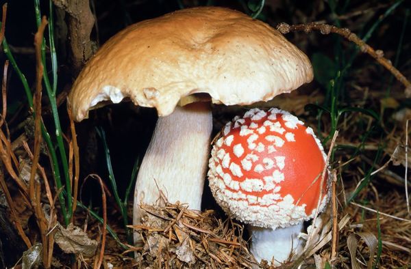2022-Bild7-Amanita_muscaria