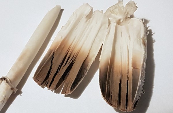 2024-Bild3-Coprinus comatus
