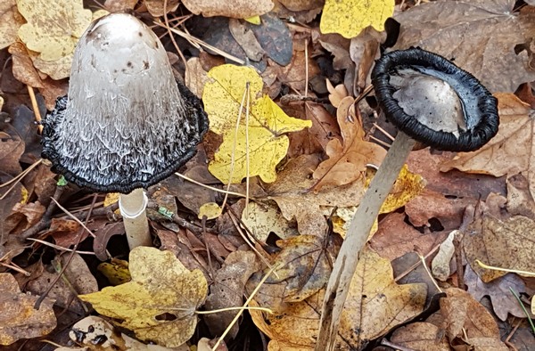 2024-Bild4-Coprinus comatus
